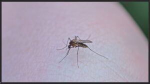 Dengue: Mais de 19,8 mil casos e 25 mortes em 2025