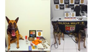 Operação com BAEP Canil de Assis prende suspeitos e apreende drogas e munições em Presidente Prudente e Primavera. Veja detalhes da ação.