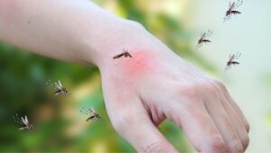 Câmara de Assis cobra ações contra infestação de pernilongos no Jairão