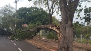 Tempestade de poeira causa estragos em Assis