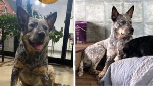 Família de Assis procura cachorrinha desaparecida e pede ajuda da população