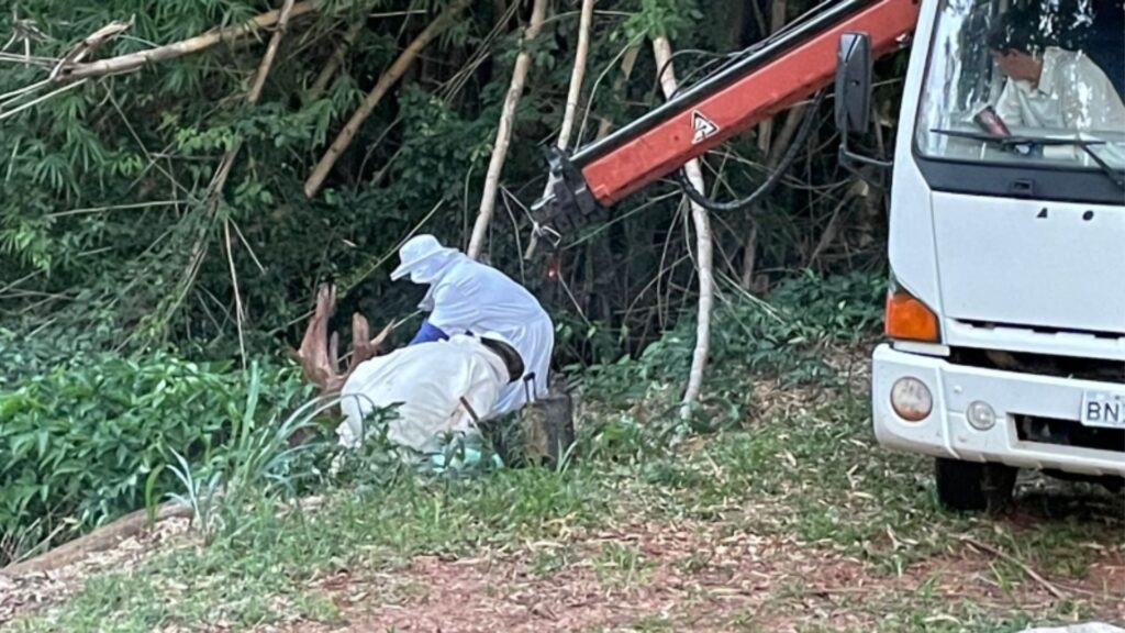 Força-tarefa da Prefeitura remove enxame de abelhas no Parque Buracão e Defesa Civil alerta sobre os cuidados necessários
