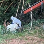 Força-tarefa da Prefeitura remove enxame de abelhas no Parque Buracão e Defesa Civil alerta sobre os cuidados necessários