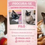 Família procura por Filó, gatinha desaparecida perto da Rodoviária de Assis