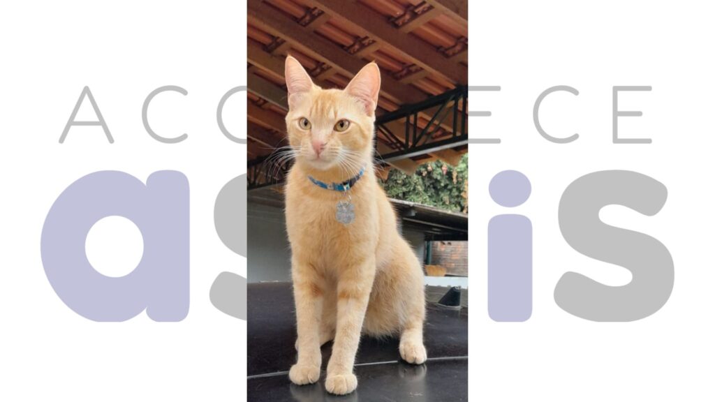 Carol e sua Família procura por Jhonis, desaparecido no Condomínio Flamboyantes em Assis