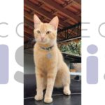 Carol e sua Família procura por Jhonis, desaparecido no Condomínio Flamboyantes em Assis