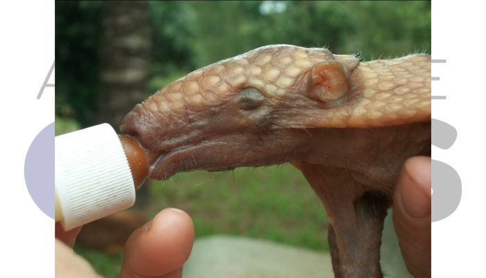 #14-01-polemica-apass-prefeitura-assis-fernando-sirchia-orcamento-loa