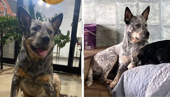 #14-10-pandora-cachorrinha-desaparecida-assis