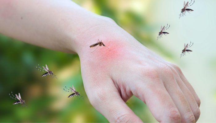 #17-09-infestacao-pernilongos-jairao-camara-assis