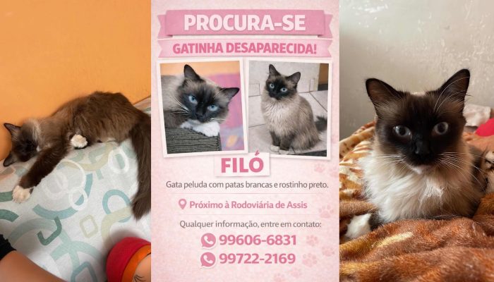 #18-03-procura-se-gata-desaparecida-filo-rodoviaria-assis