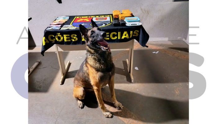 #19-12-k9-black-baep-candido-mota