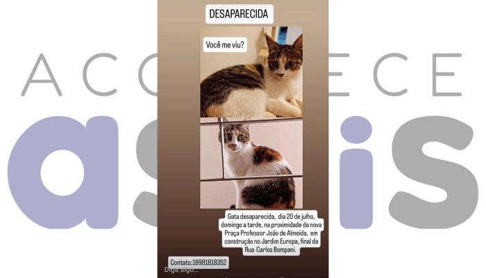 29-07-gato-desaparecido-neide-totti