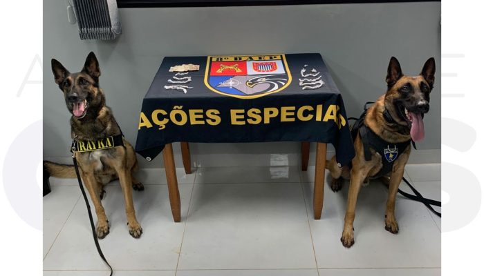 baep-localiza-26-porcoes-de-crack-candido-mota-abril-2025