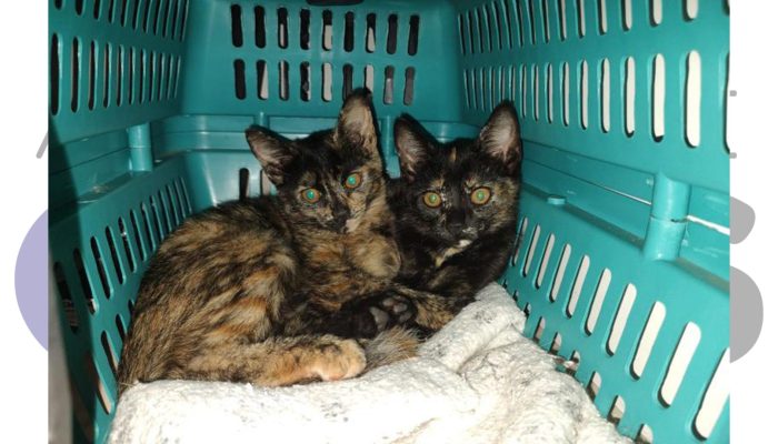 capa-gatinhos-para-adocao-com-castracao-assis-2025