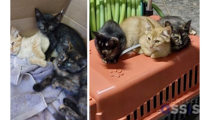 capa-gatinhos-para-adocao-resgatados-assis-maio-2025