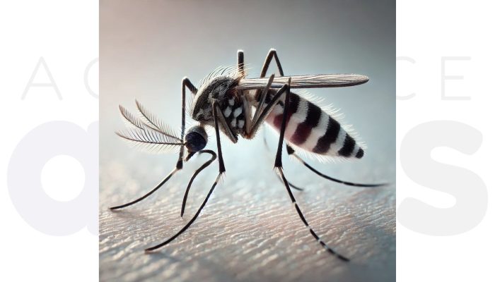 dengue-centro-oeste-paulista-2025-casos-mortes