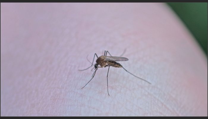 dengue-centro-oeste-paulista-2025-casos-mortes