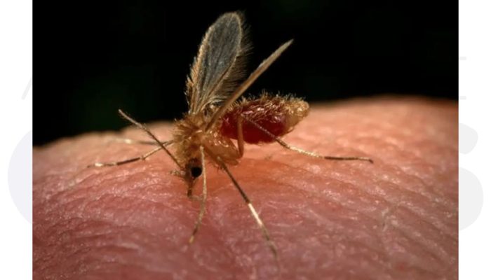 marilia-confirma-primeiro-caso-de-leishmaniose-visceral-2025